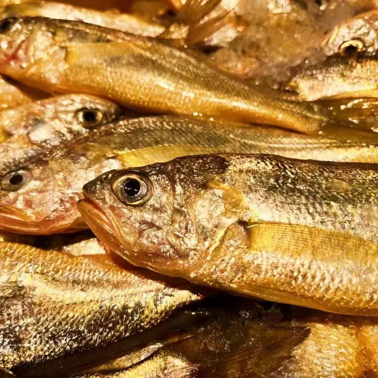舟山海鲜 小黄鱼 黄花鱼 新鲜速冻 4斤一份 顺丰直发
