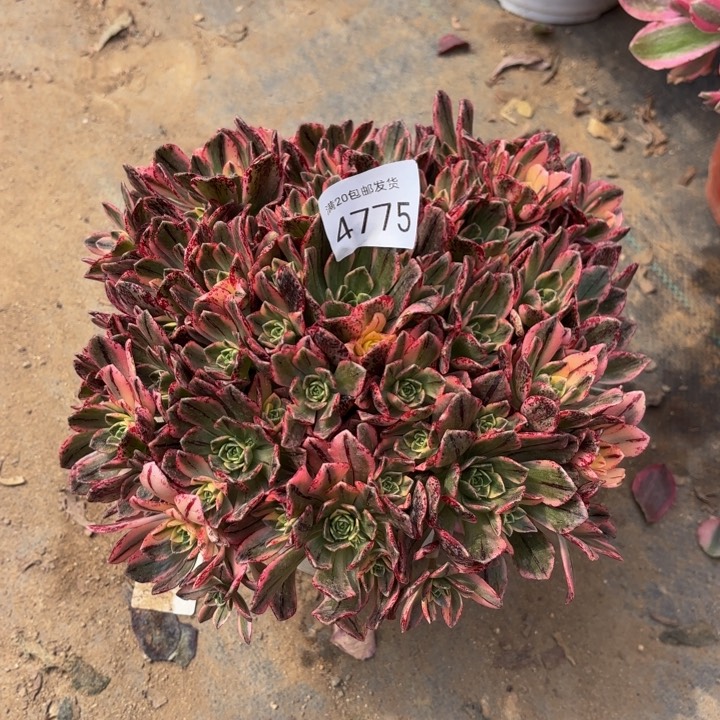 甜茶多肉法师4775