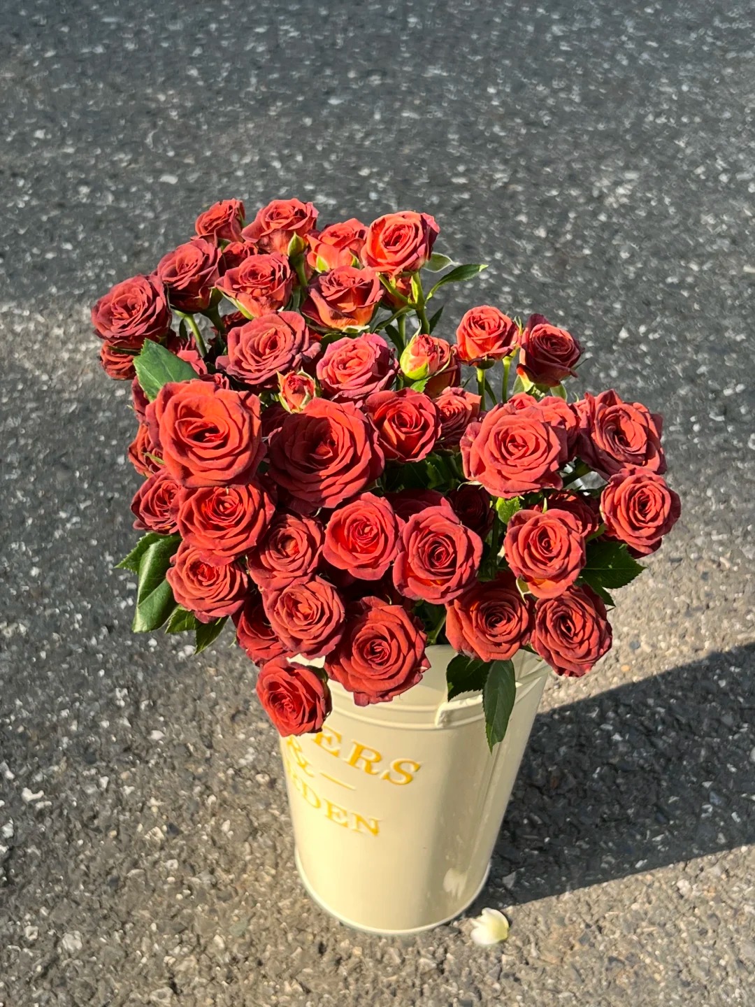 【高品质巧克力泡泡玫瑰】多头玫瑰 一单也包邮 发货后不支持退款