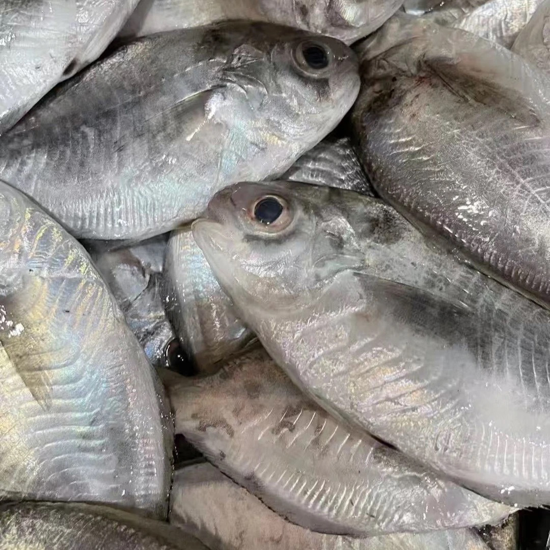 《4斤白皮肉鲳》东海野生海捕白皮大肉鲳 海鲜水产 全国顺丰包邮