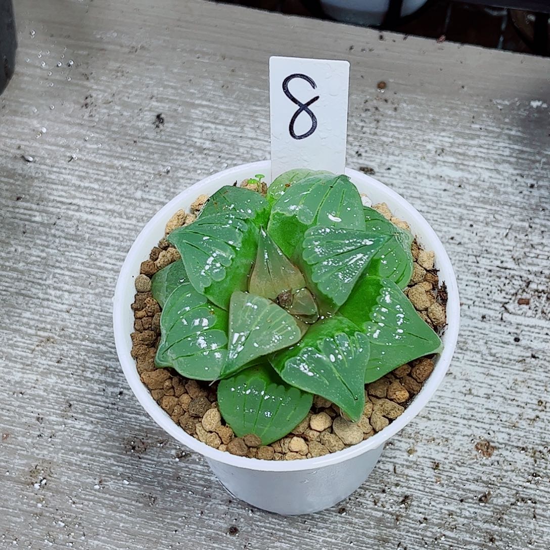 魅凤玉露一勿一拍