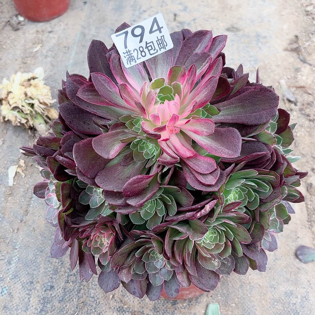 N. 794万花筒多肉1111