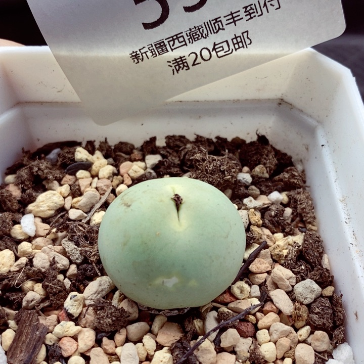 你们都是我的朋友596