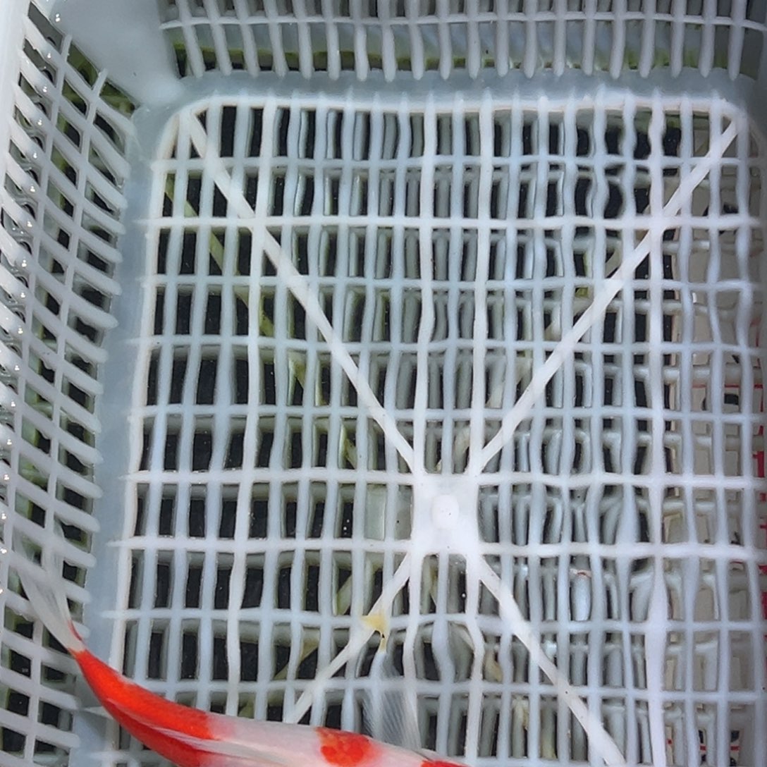 海水鱼锦鲤观赏鱼