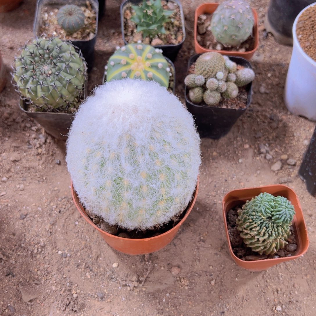 夷***堂我的小可爱小猫咪好乖好