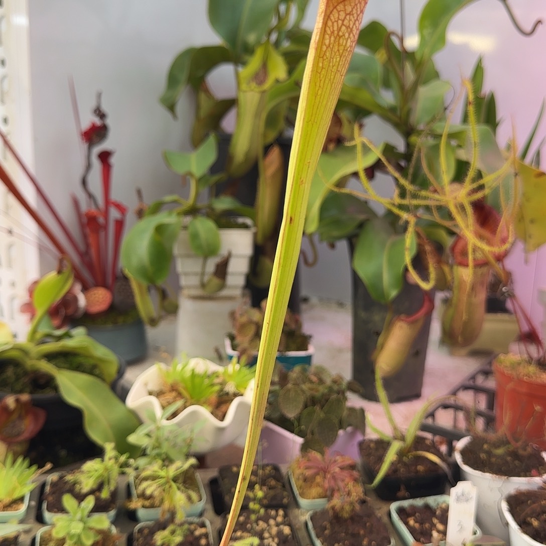 无花朵摩尔瓶子草