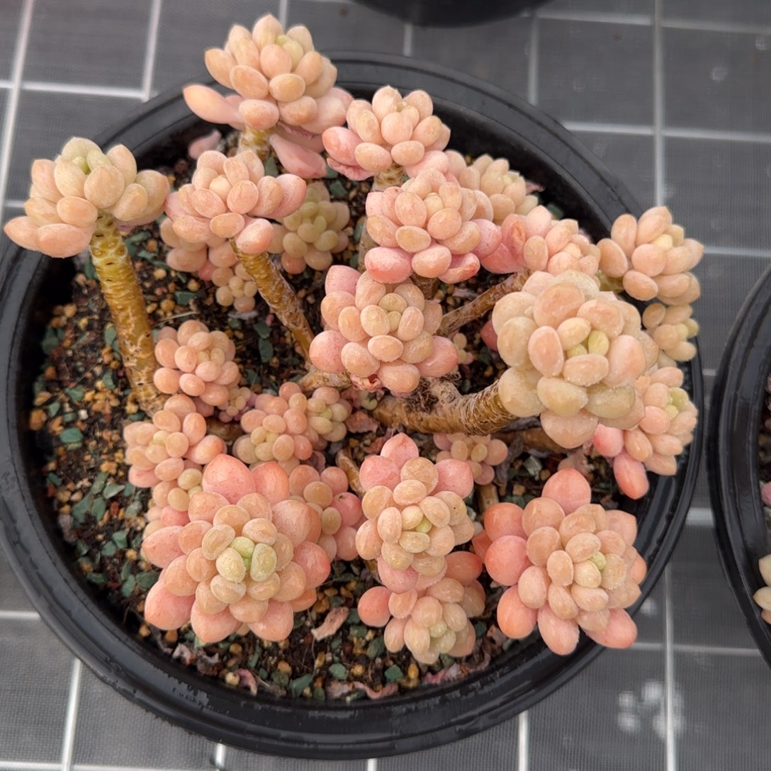 从前慢花园多肉精选鱼子酱