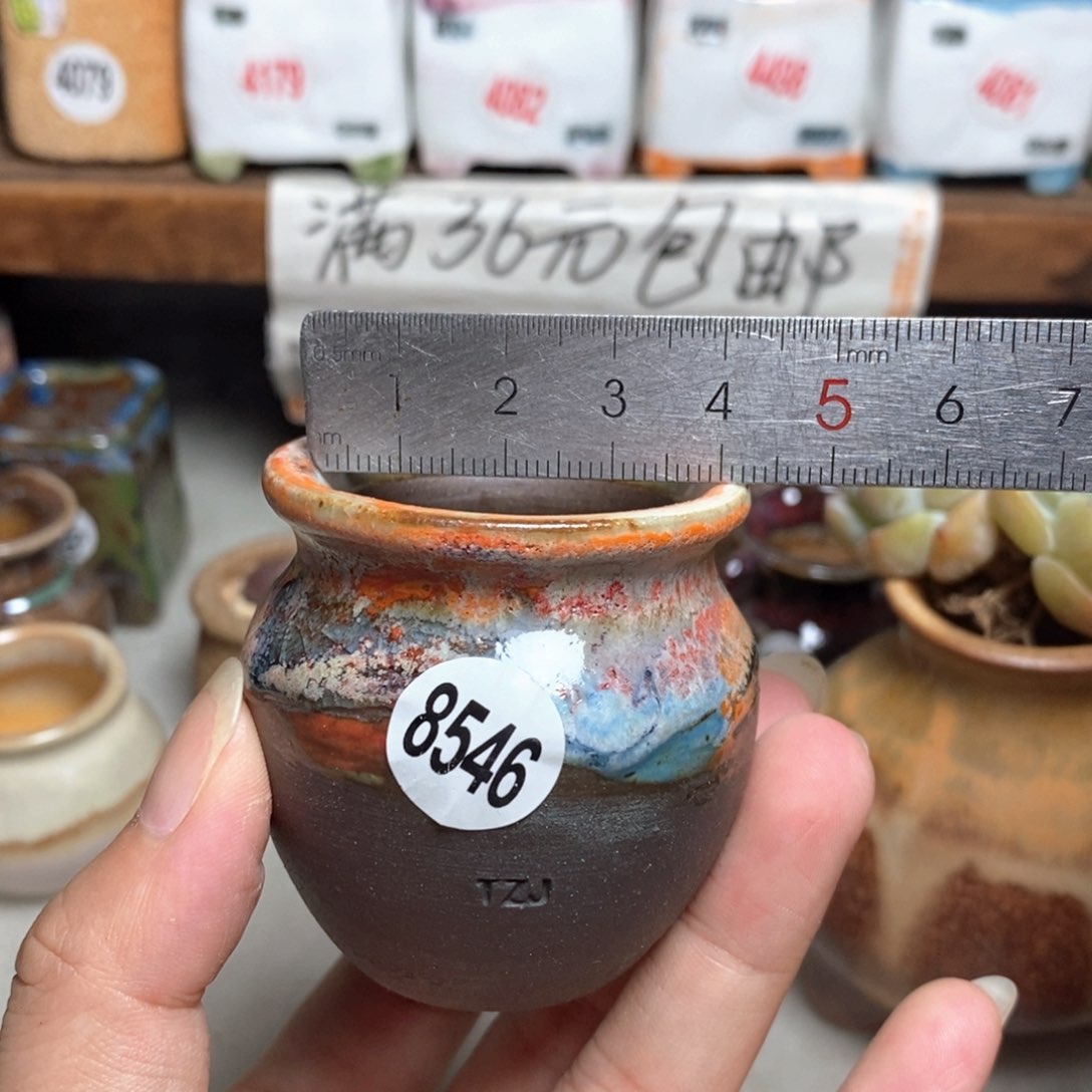 拍5送一个9.9元的盆