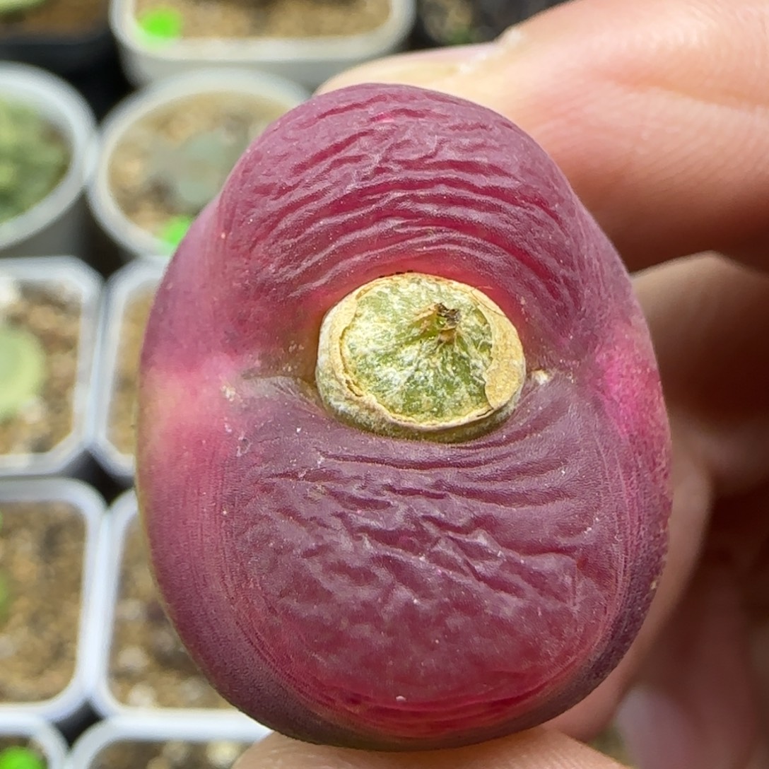 丝绒2.6多肉植物230