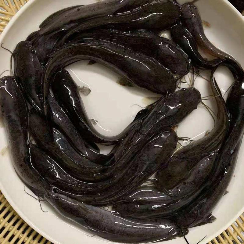 埃及塘鲺鱼 八胡子革鱼 胡子鲶鱼埃及塘角鱼