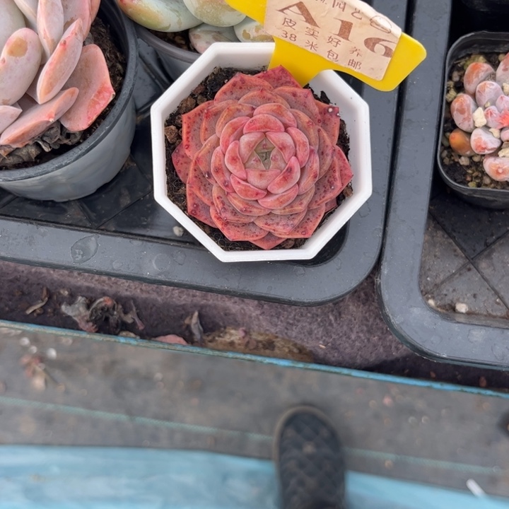 多****多多肉植物111糖心