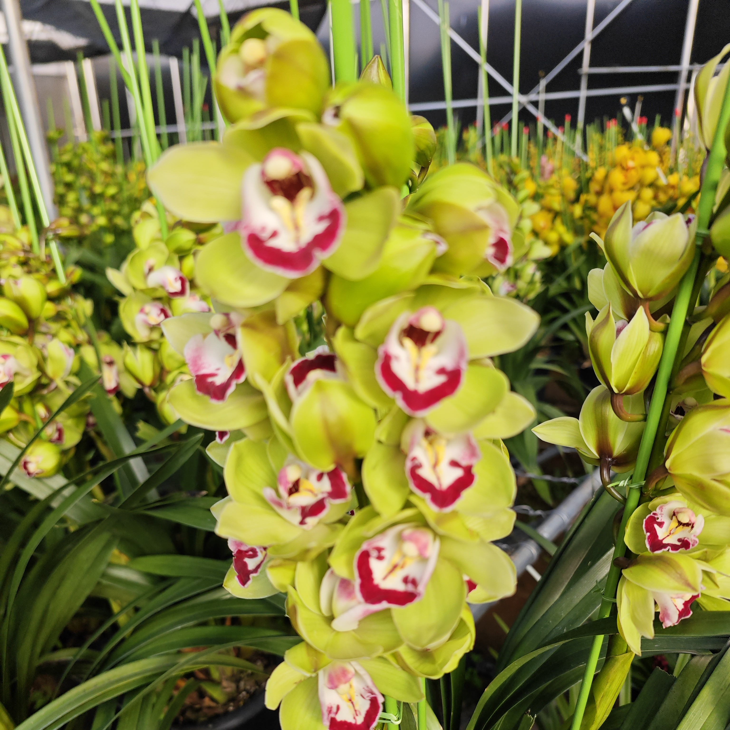 （芊芊花卉）大花惠兰 1592