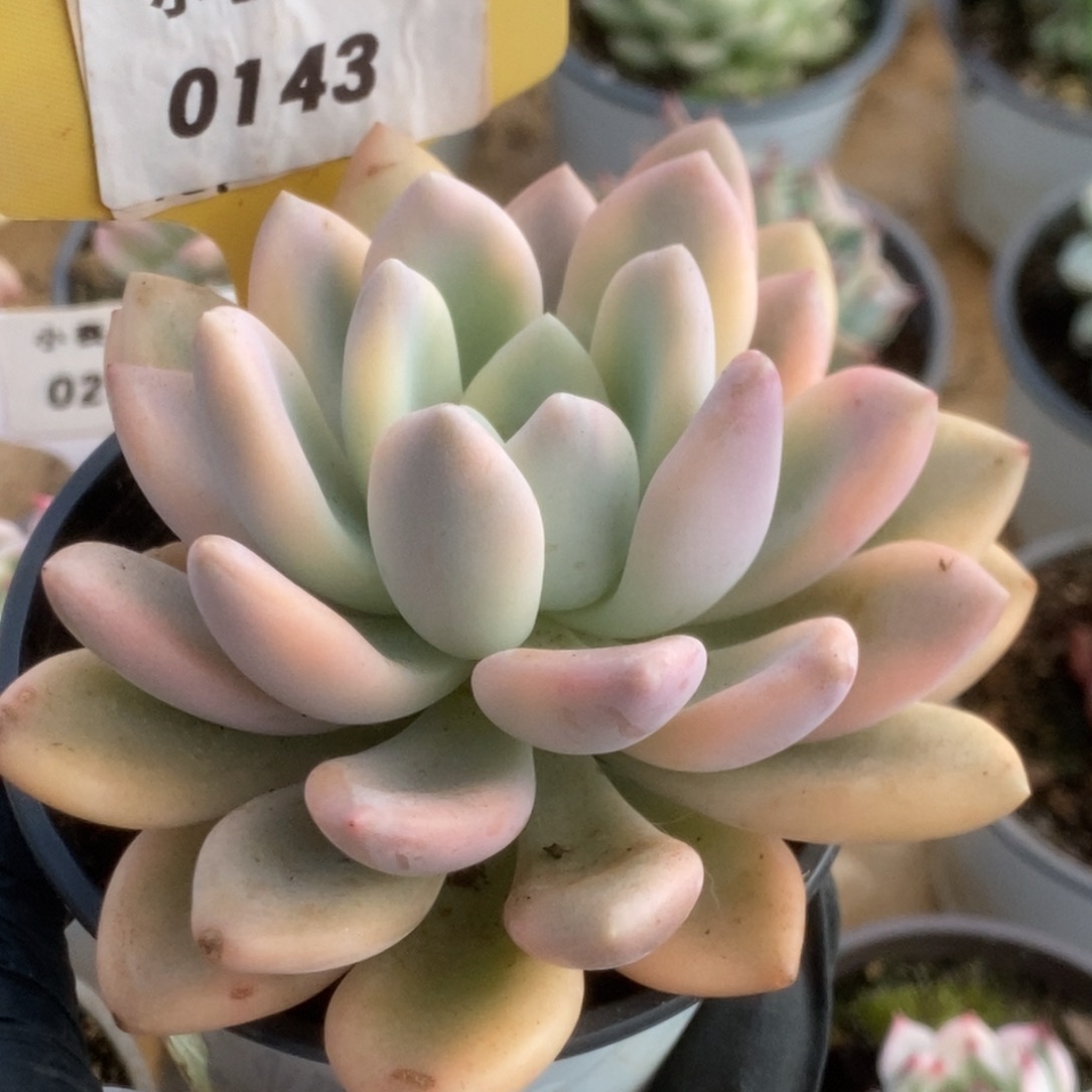 143新奥普锦锦锦锦锦锦锦