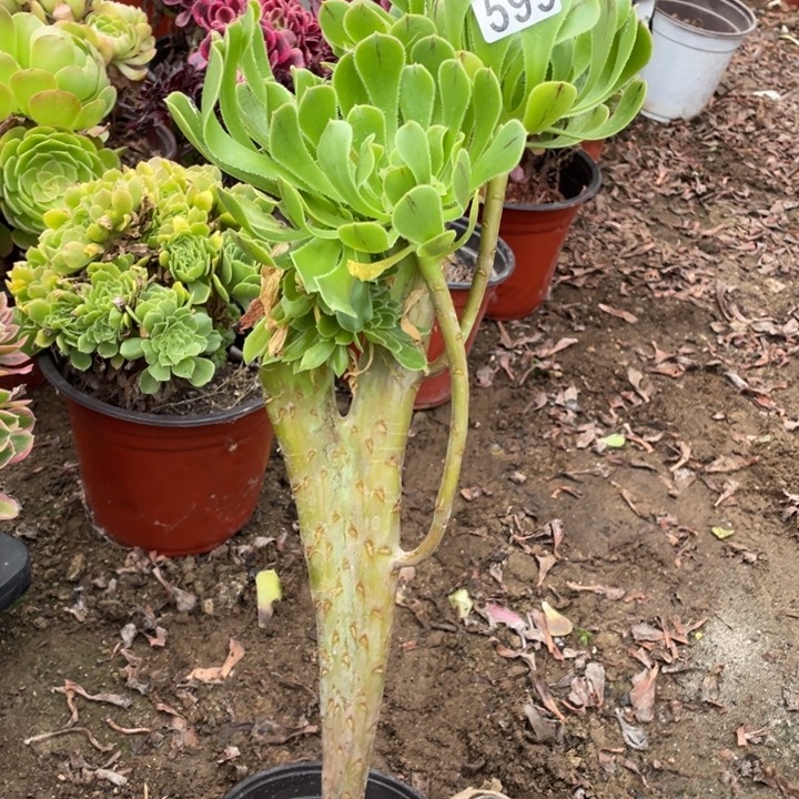 不包邮原始绿缀599号