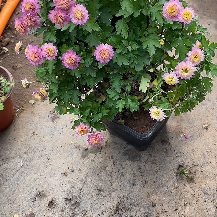 实***68菊花菊花菊花菊花