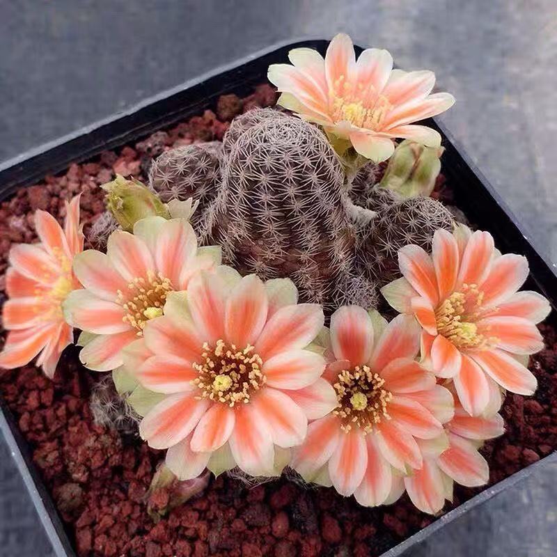 满十八包邮【中间丽花两颗】