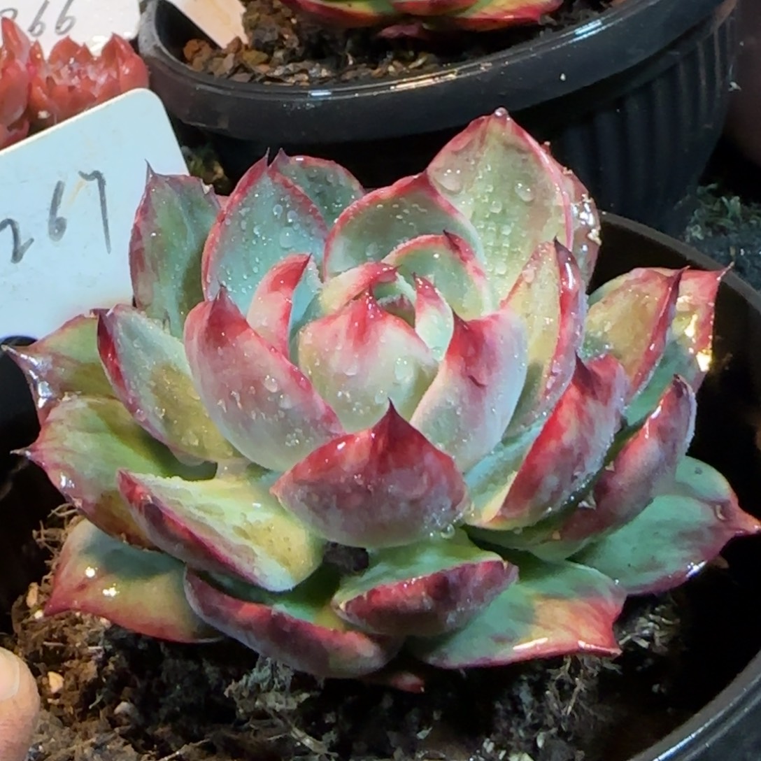 惊鸿一物一拍包装收缩花旱267