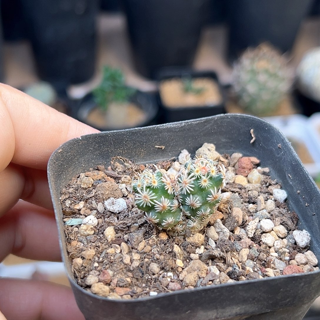 紫王子双头一颗一颗