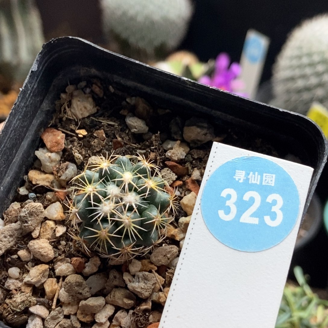 实生钢钉一棵2.2cm一棵仙人球