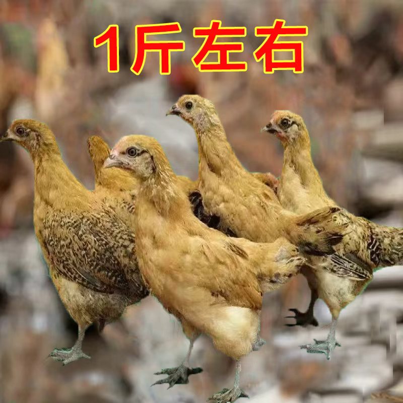 【8只装】红色长尾鸡一斤左右宠物鸡体态圆润庭院观赏