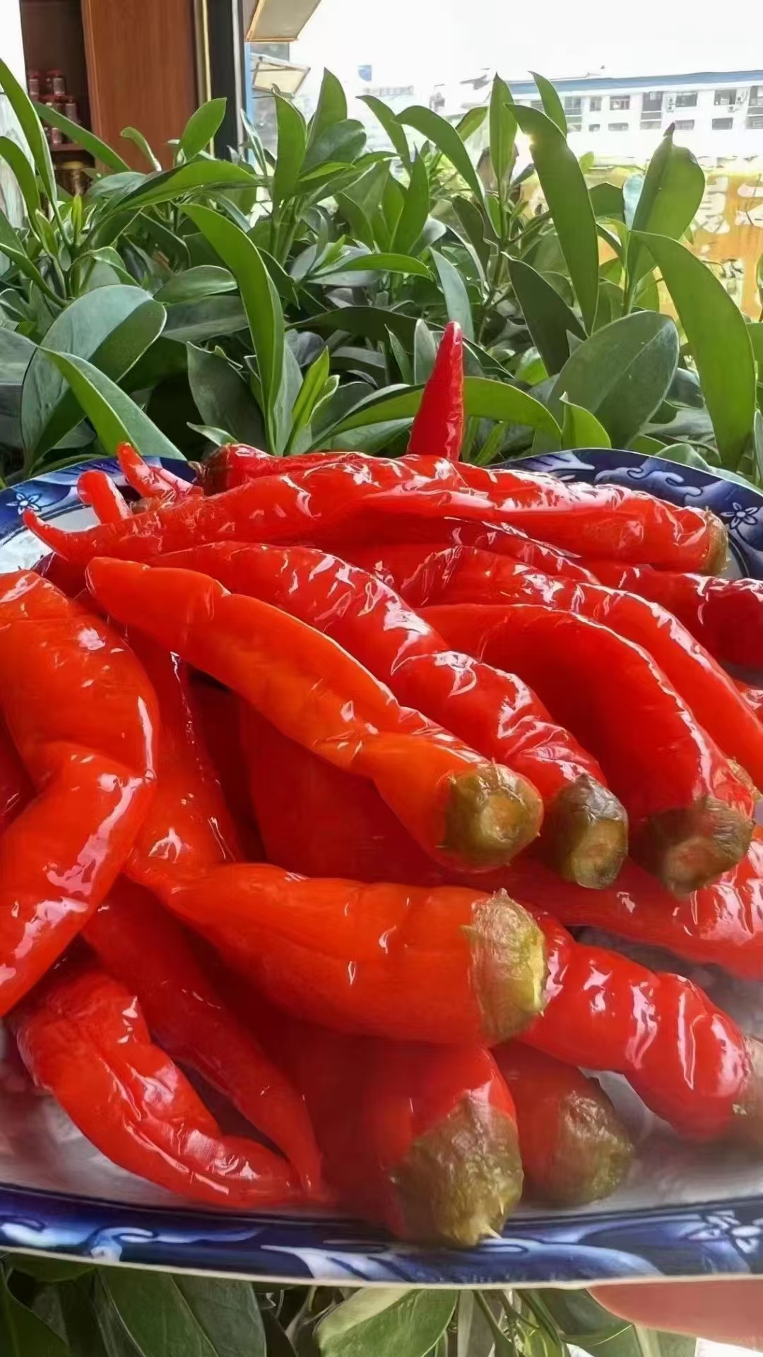 【湘水】湖南农家 酸辣椒  散装食品代卖（包邮）