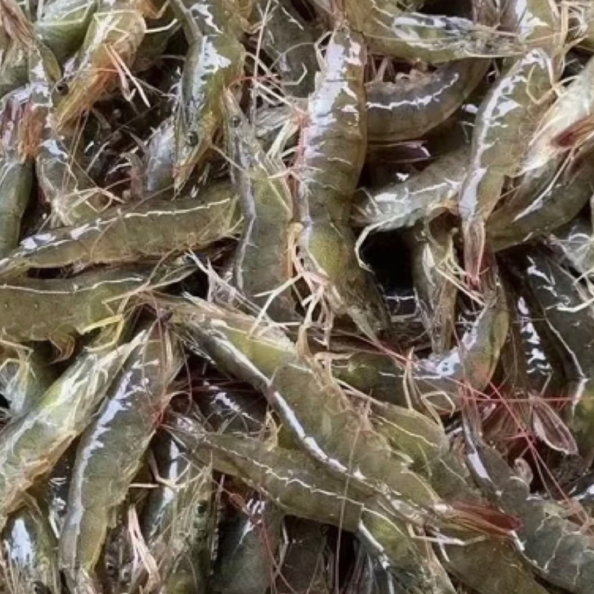 【鲜活】【大连本地海捕大虾】顺丰