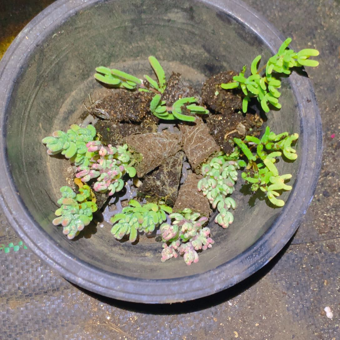 粉***忆枝干组合一个穴盘苗