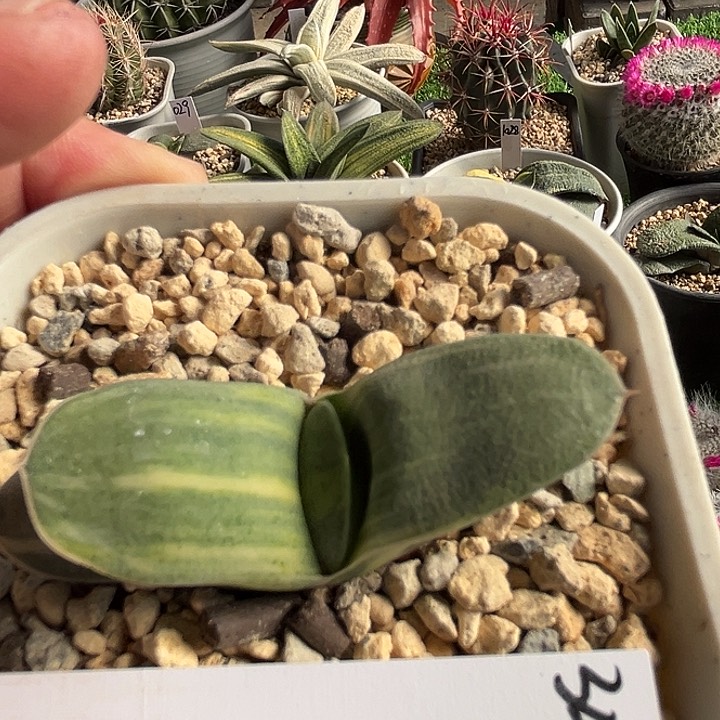 348脱土发货111111111