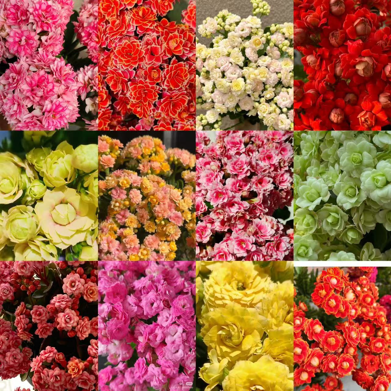 {合集}精品重瓣大花苞长寿花一级苗 年宵花 