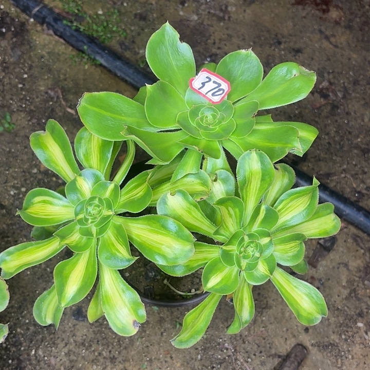 丛林暴君370多肉植物