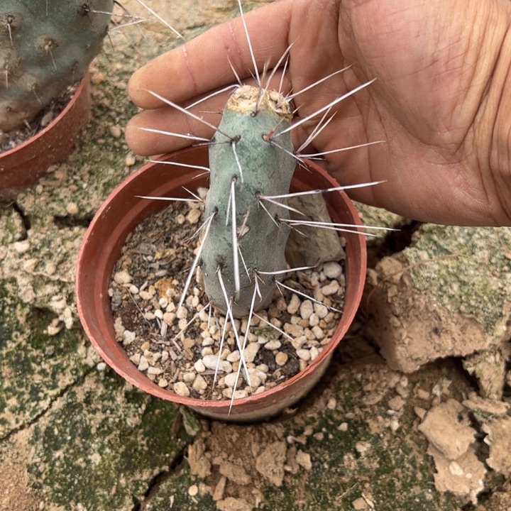 胖子硫磺脱土发货30