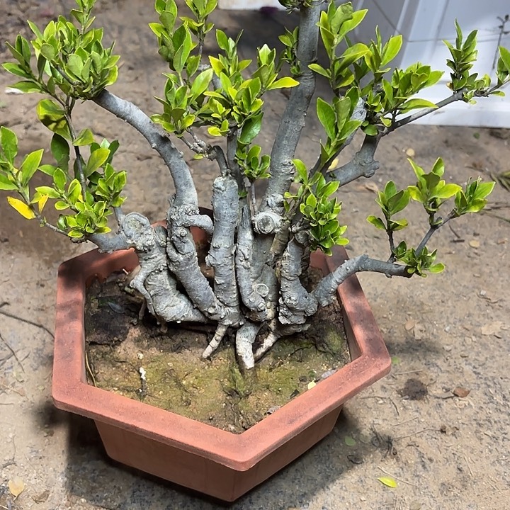 千***迁无花朵哈哈哈哈哈