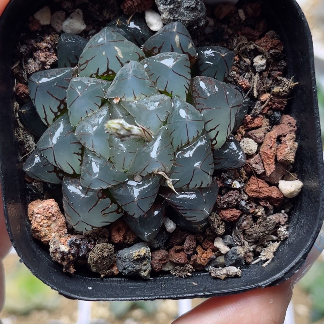668泰坦水晶玉露哈哈哈哈哈