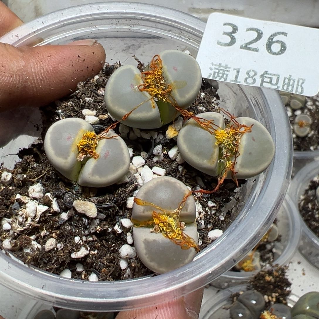 【闪购商品】 326。     