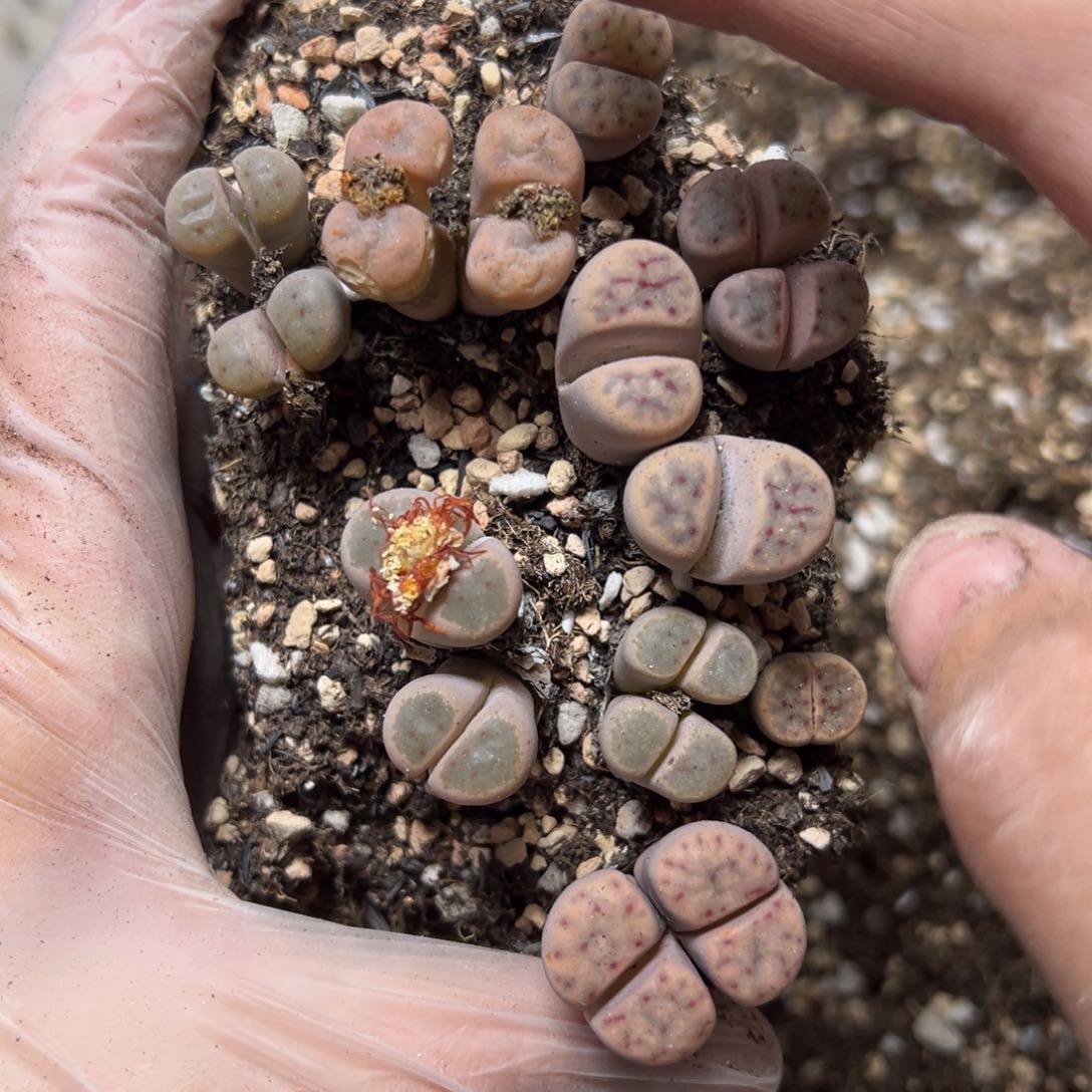 【闪购商品】老*056。       