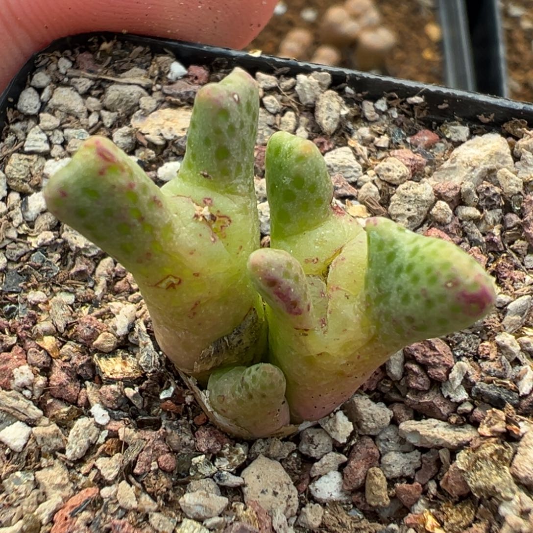 6-76肉锥多肉植物