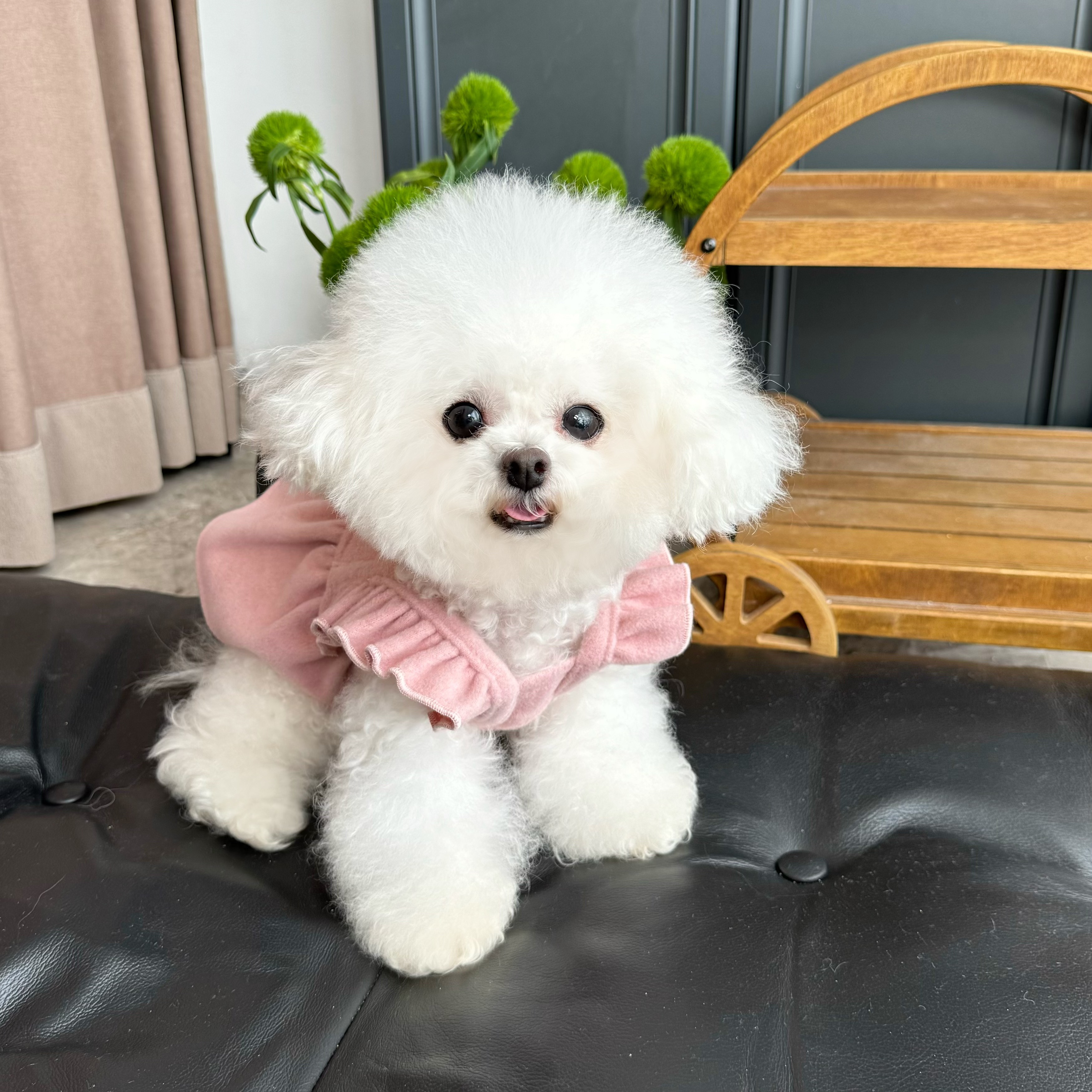 五只小白熊原创宠物衣服秋冬新款保暖毛呢飞袖公主裙狗狗猫咪裙子