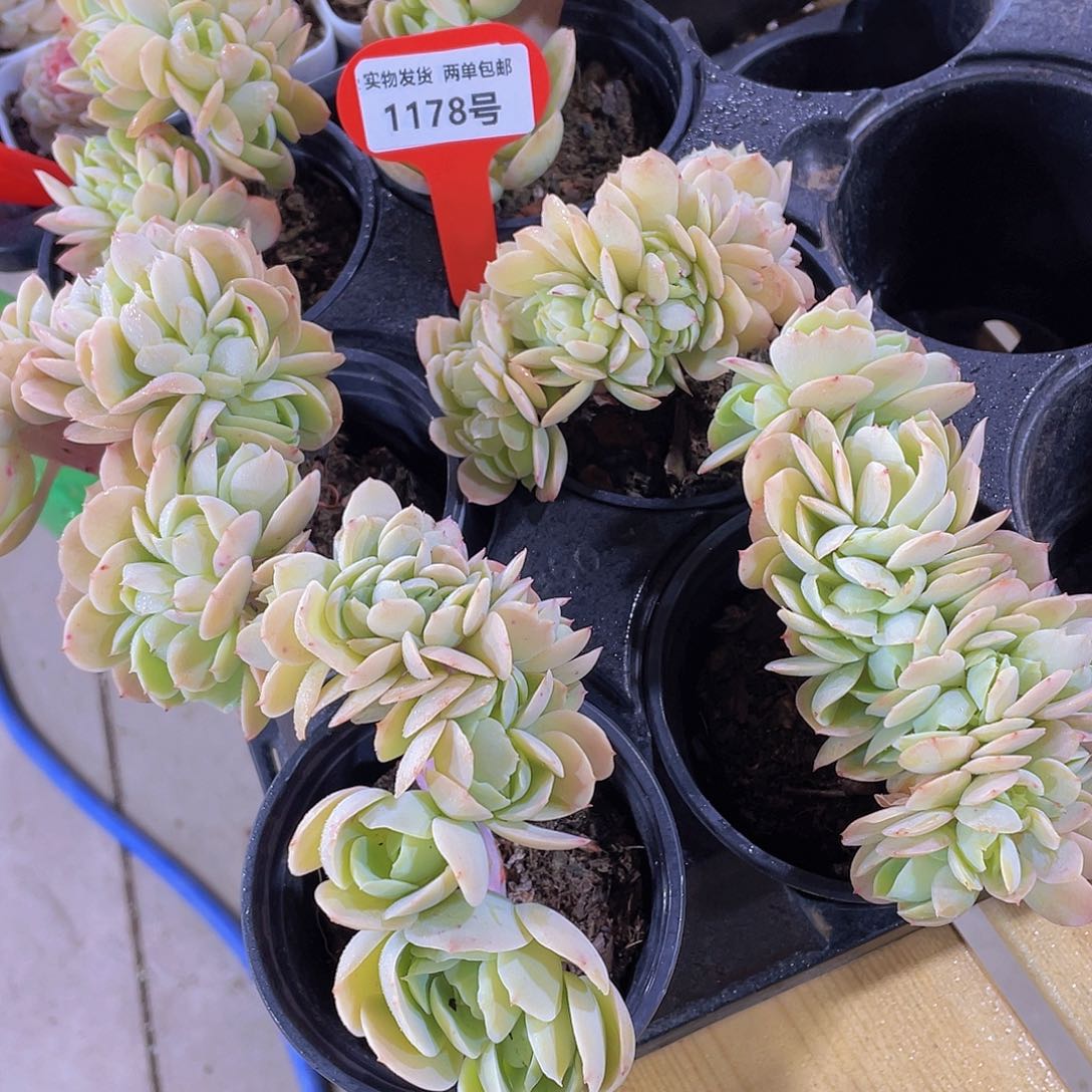 1178号 带板子碧桃缀化一颗