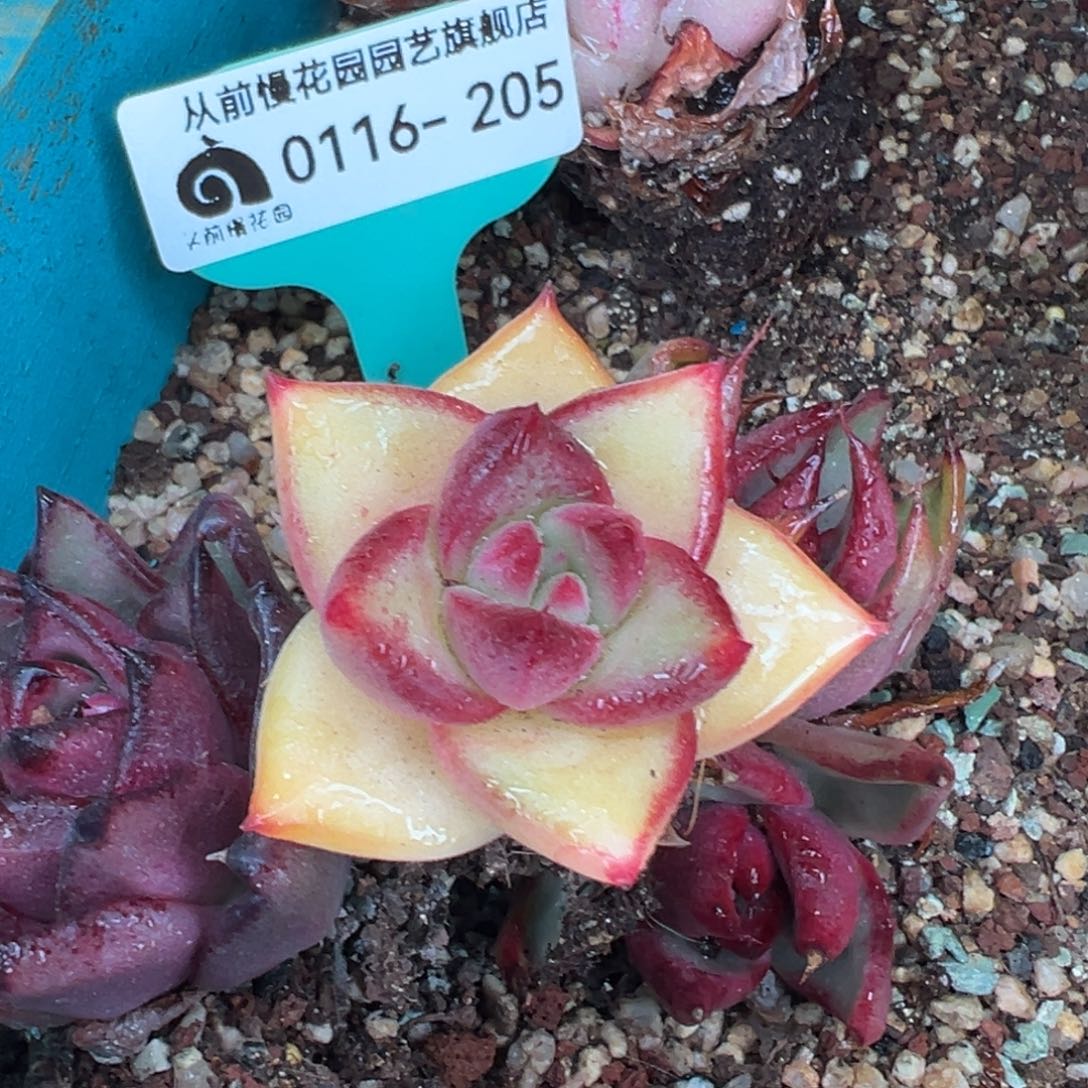 从前慢多肉精选编号0116.205