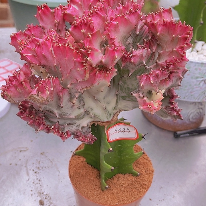 大戟科多肉植物小彩麒麟