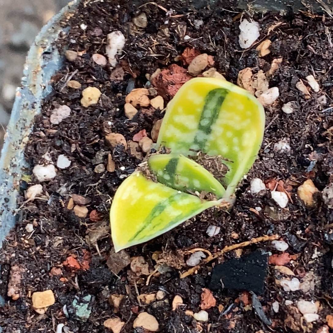 不带盆脱土裸根发货（侧芽无根）