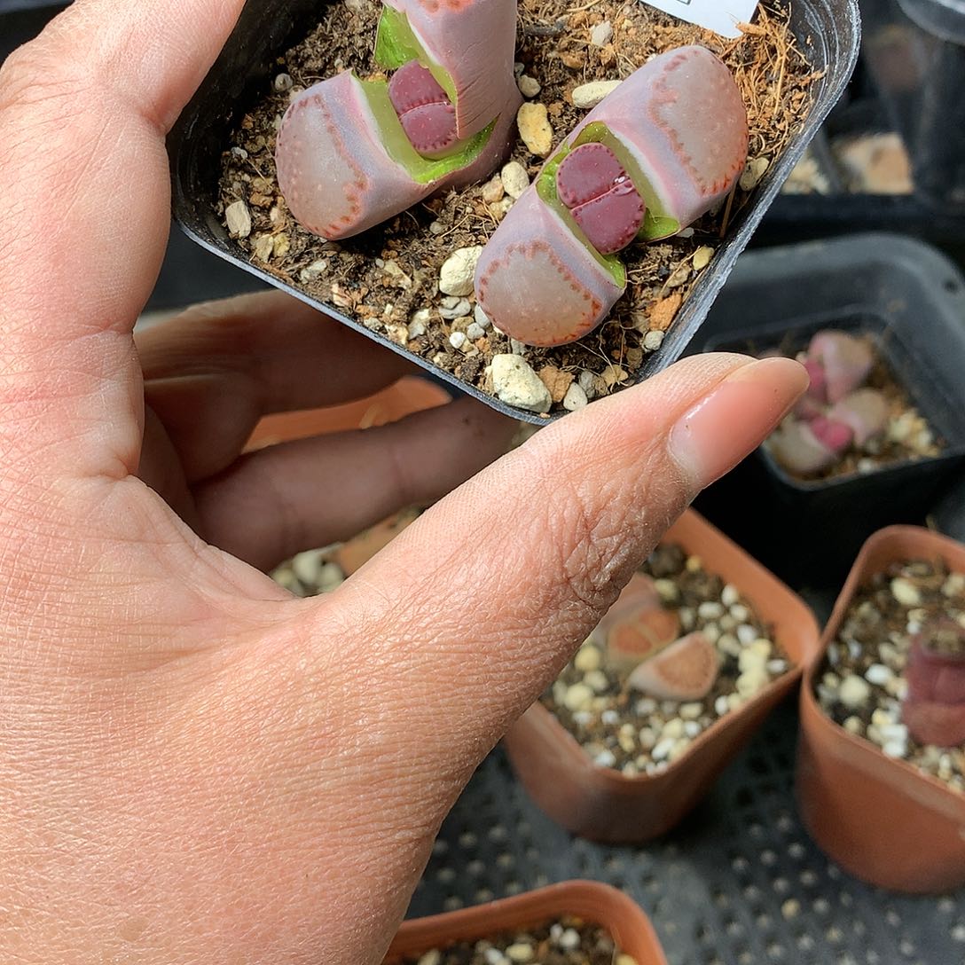 G260多肉植物保护研究所
