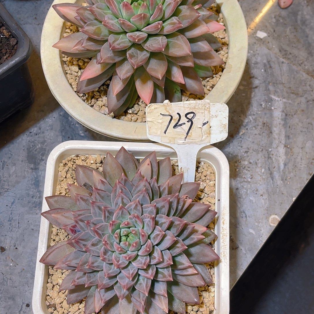 原****0000000000000000729