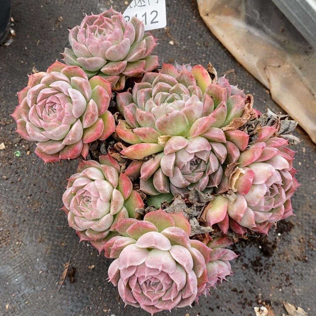 *****杂交精品多肉8112~15厘米