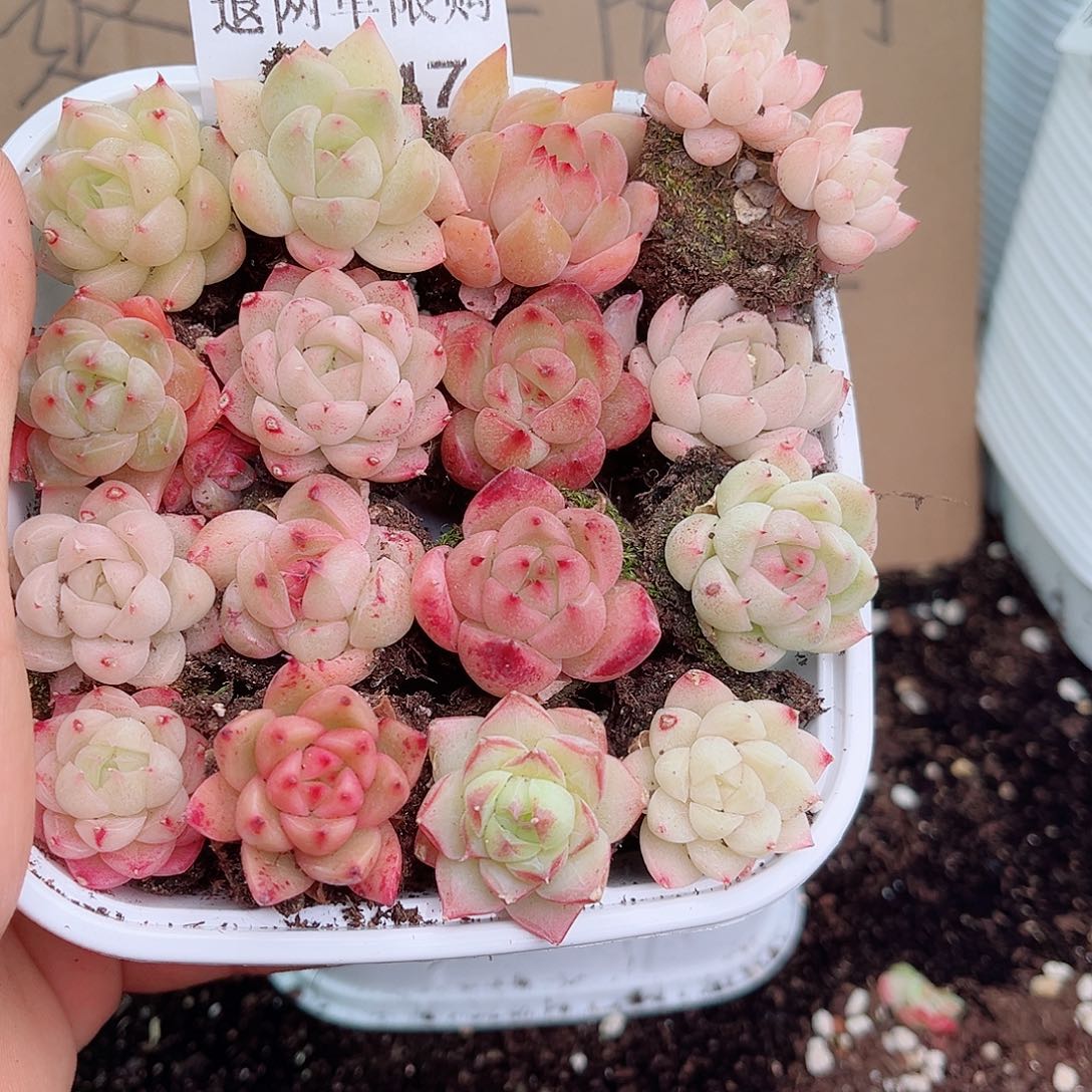 1-447 新疆西藏内蒙不发12.8包邮2-3公分