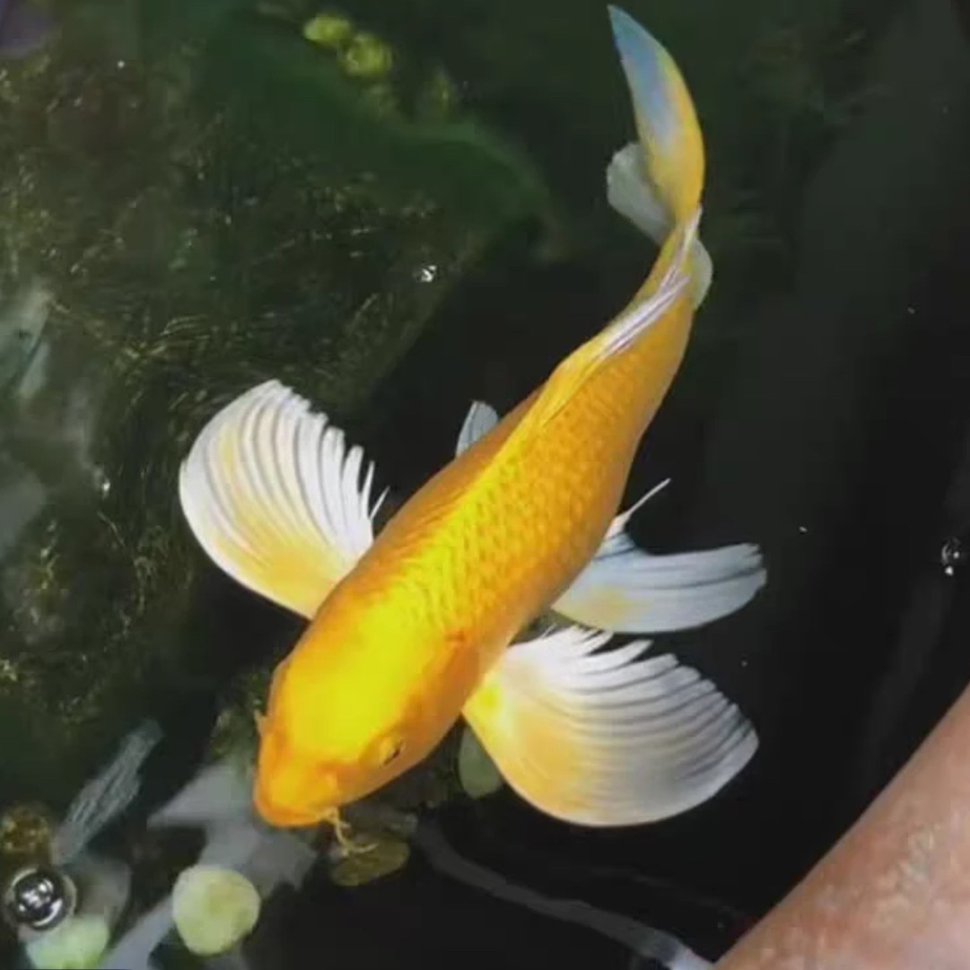 35-40公分冷水观赏鱼好养耐活适合新手招财鱼