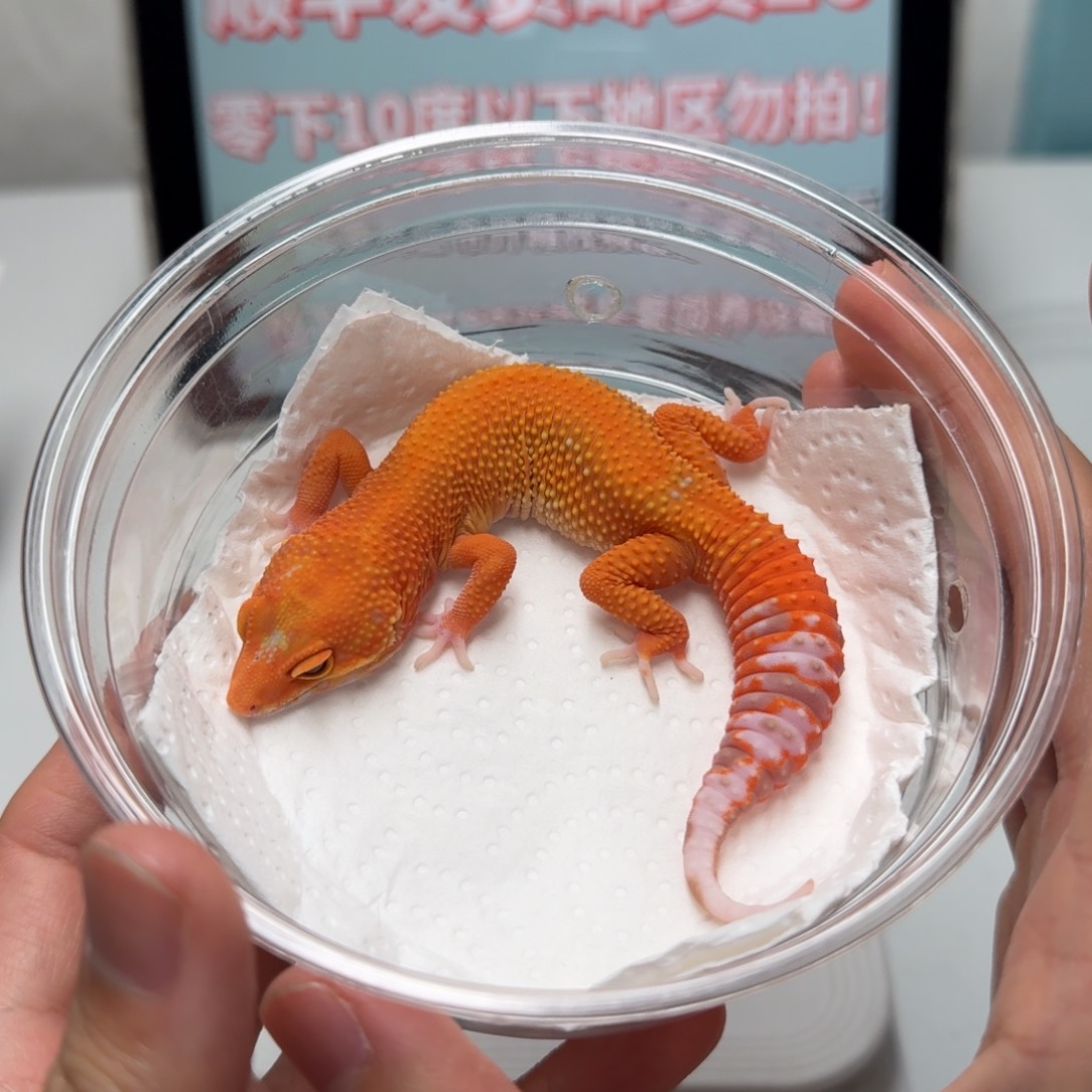 豹纹守宫无纹暴龙弟弟