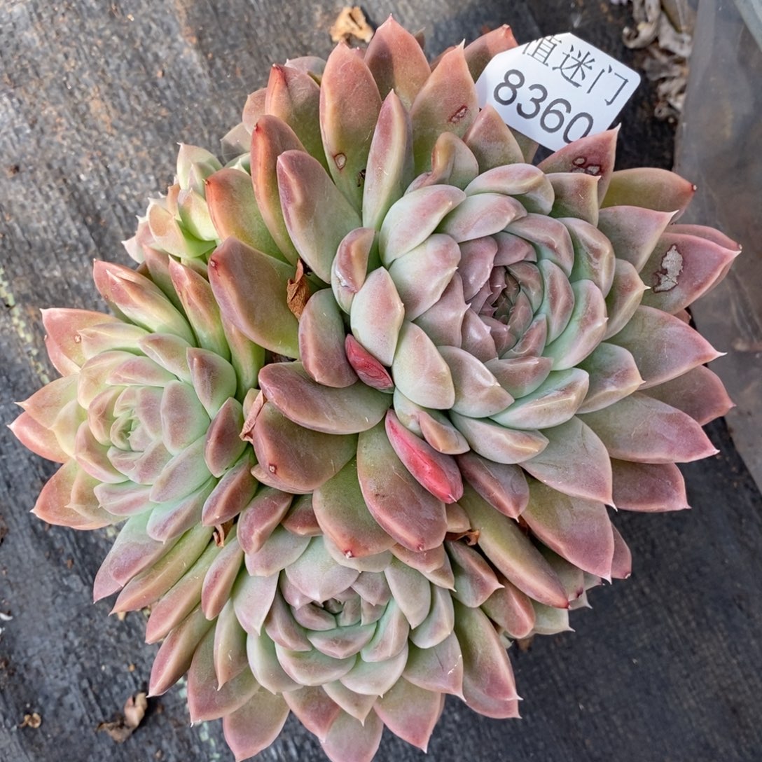 白***天不包整散掉头8360~15厘米~叶伤