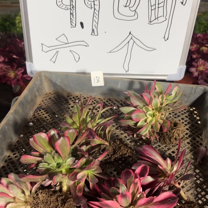 6颗多肉多肉植物18