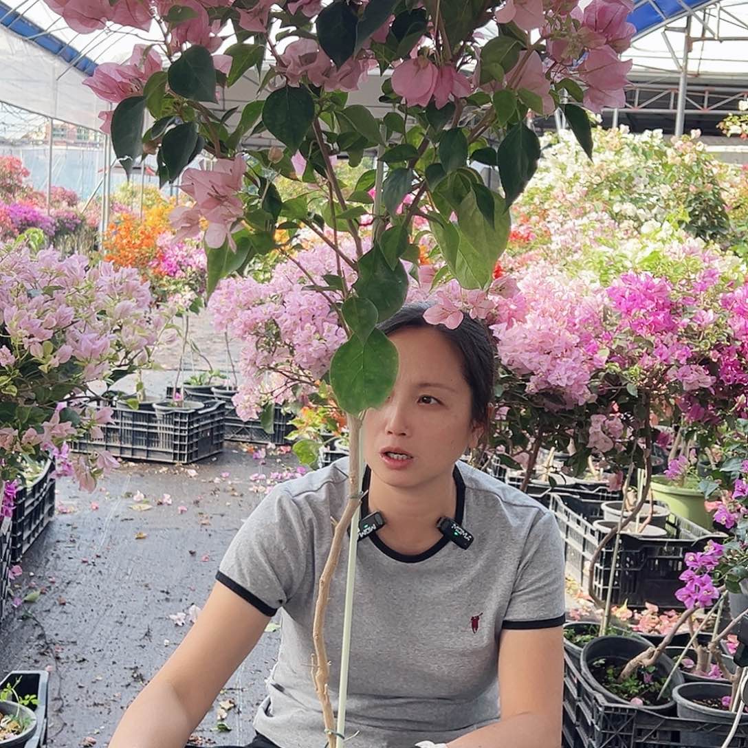 跟***心大部分花苞少量开放M38暗斑丽人